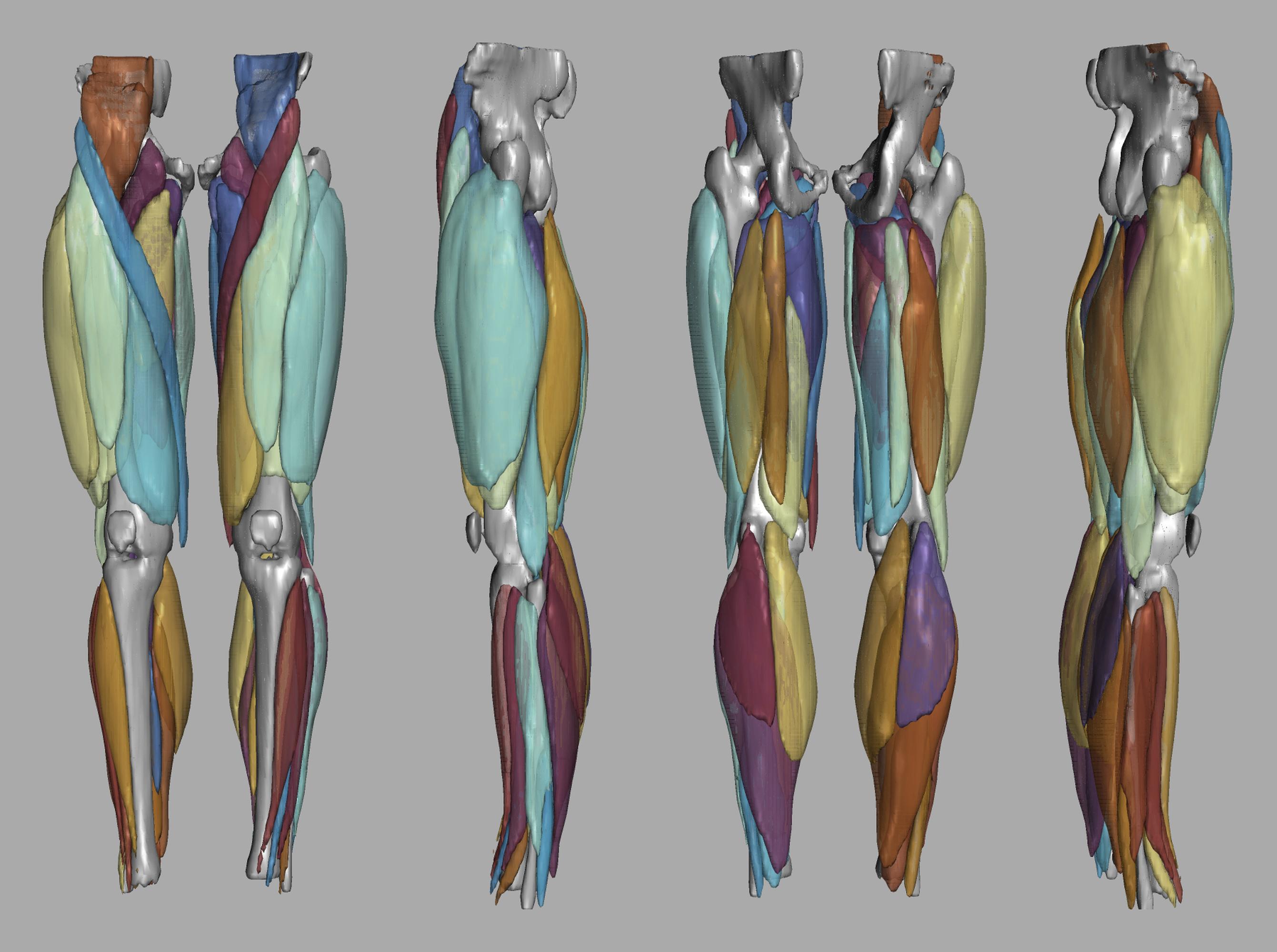 3D render of automated muscle segmentation labels generated using a CNN UNET.