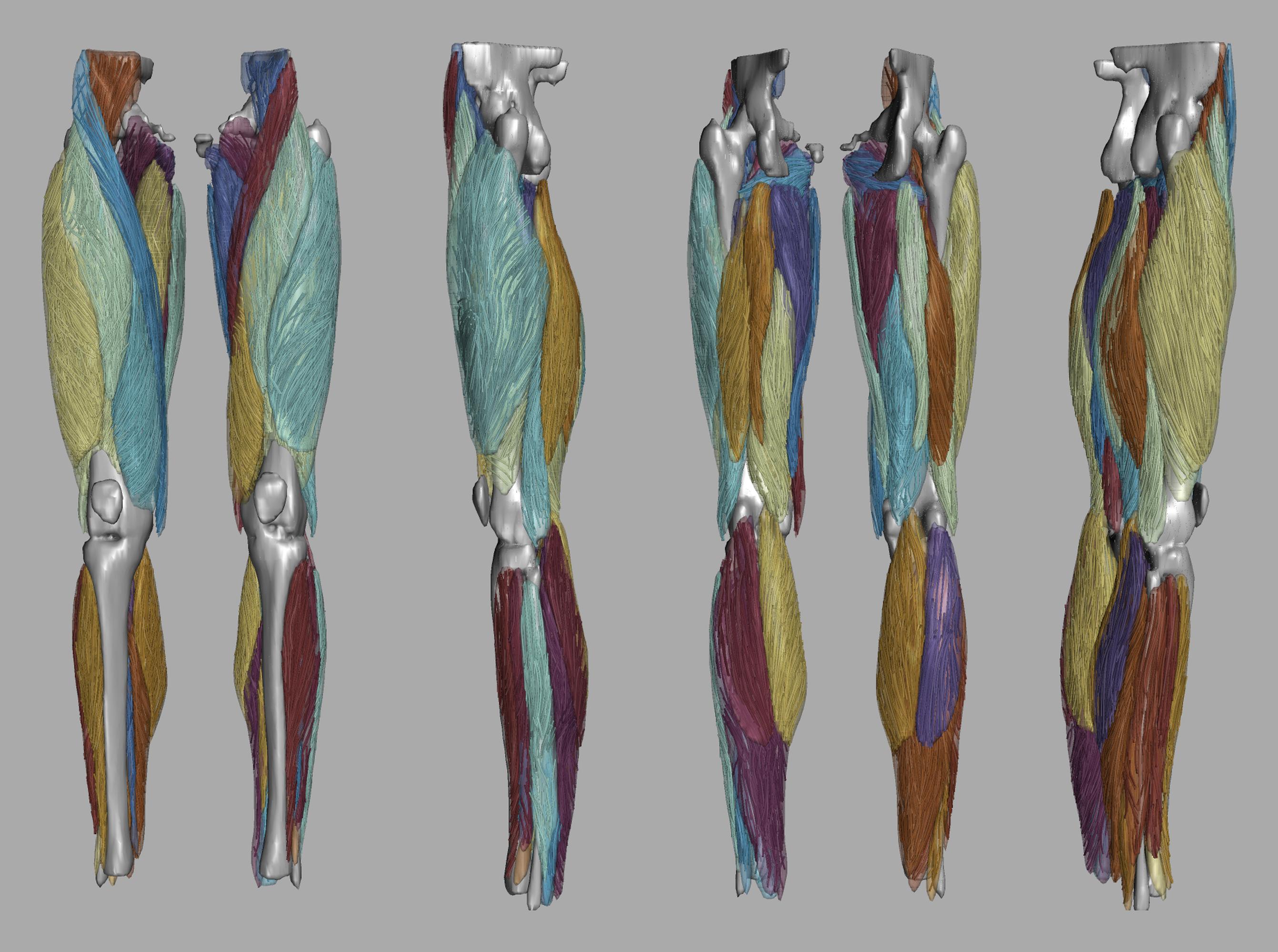 Whole leg 3D fiber tractography of all muscles segmented using a CNN UNET.