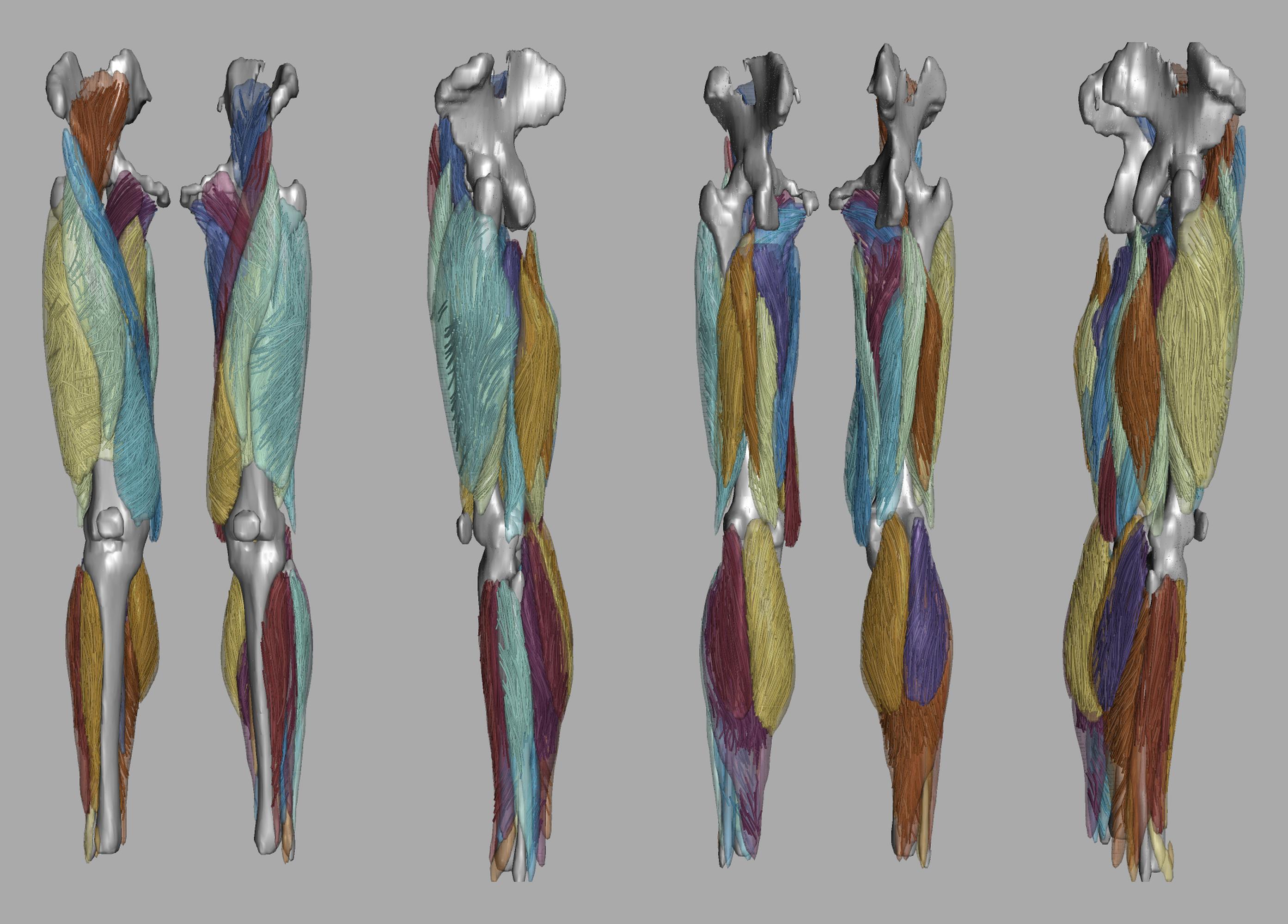 Whole leg 3D fiber tractography of all muscles segmented using a CNN UNET.