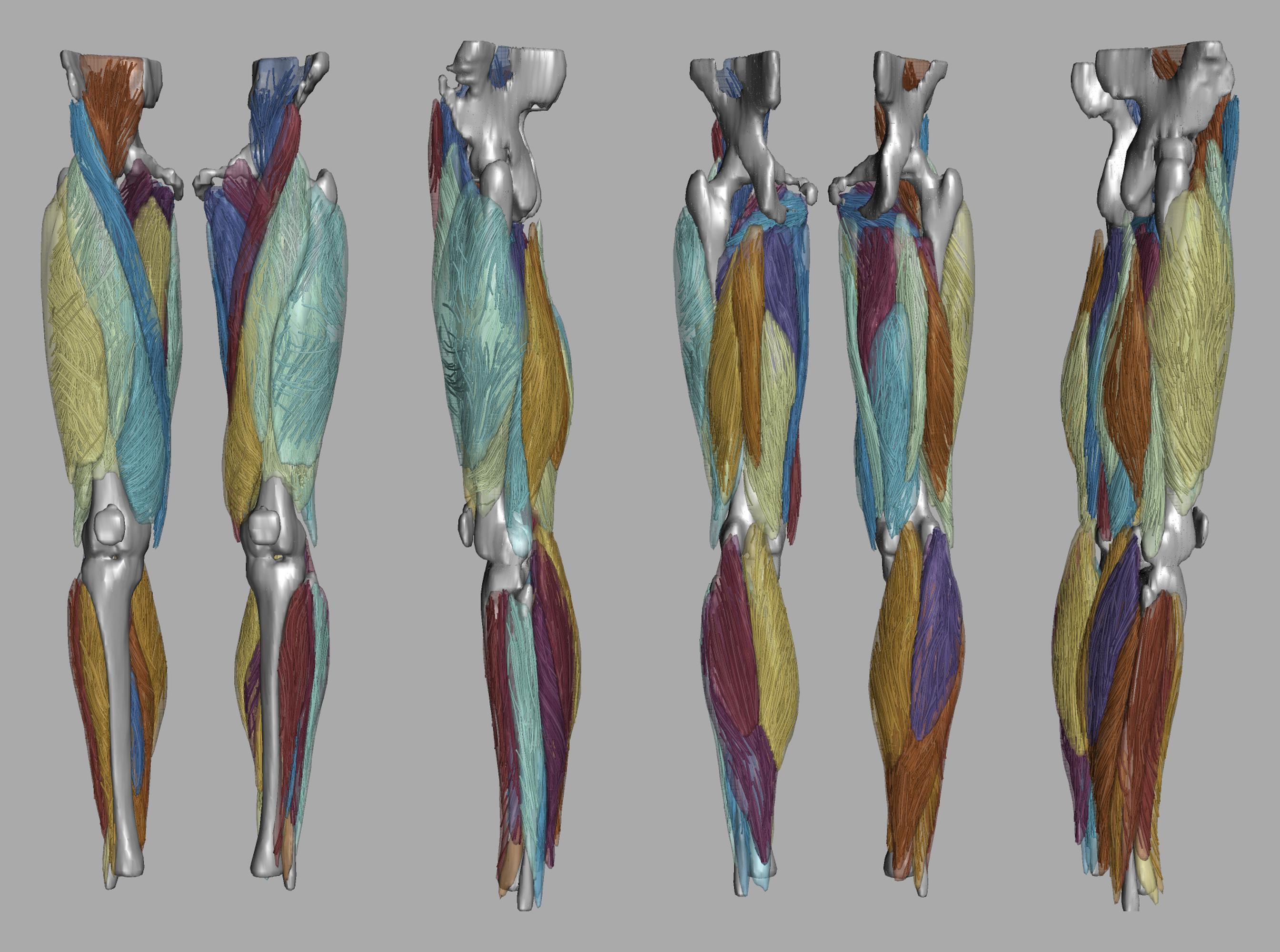 Whole leg 3D fiber tractography of all muscles segmented using a CNN UNET.