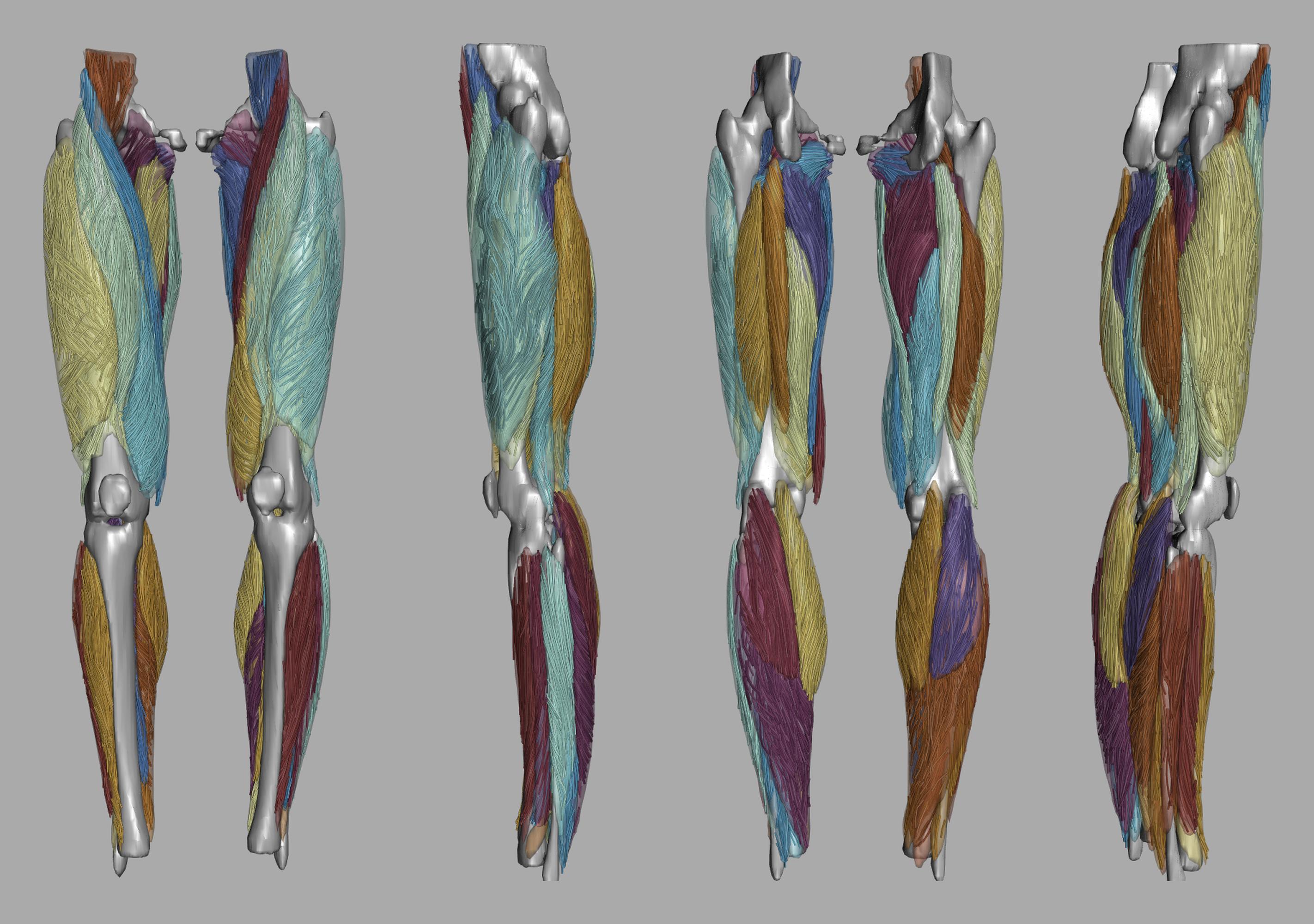 Whole leg 3D fiber tractography of all muscles segmented using a CNN UNET.