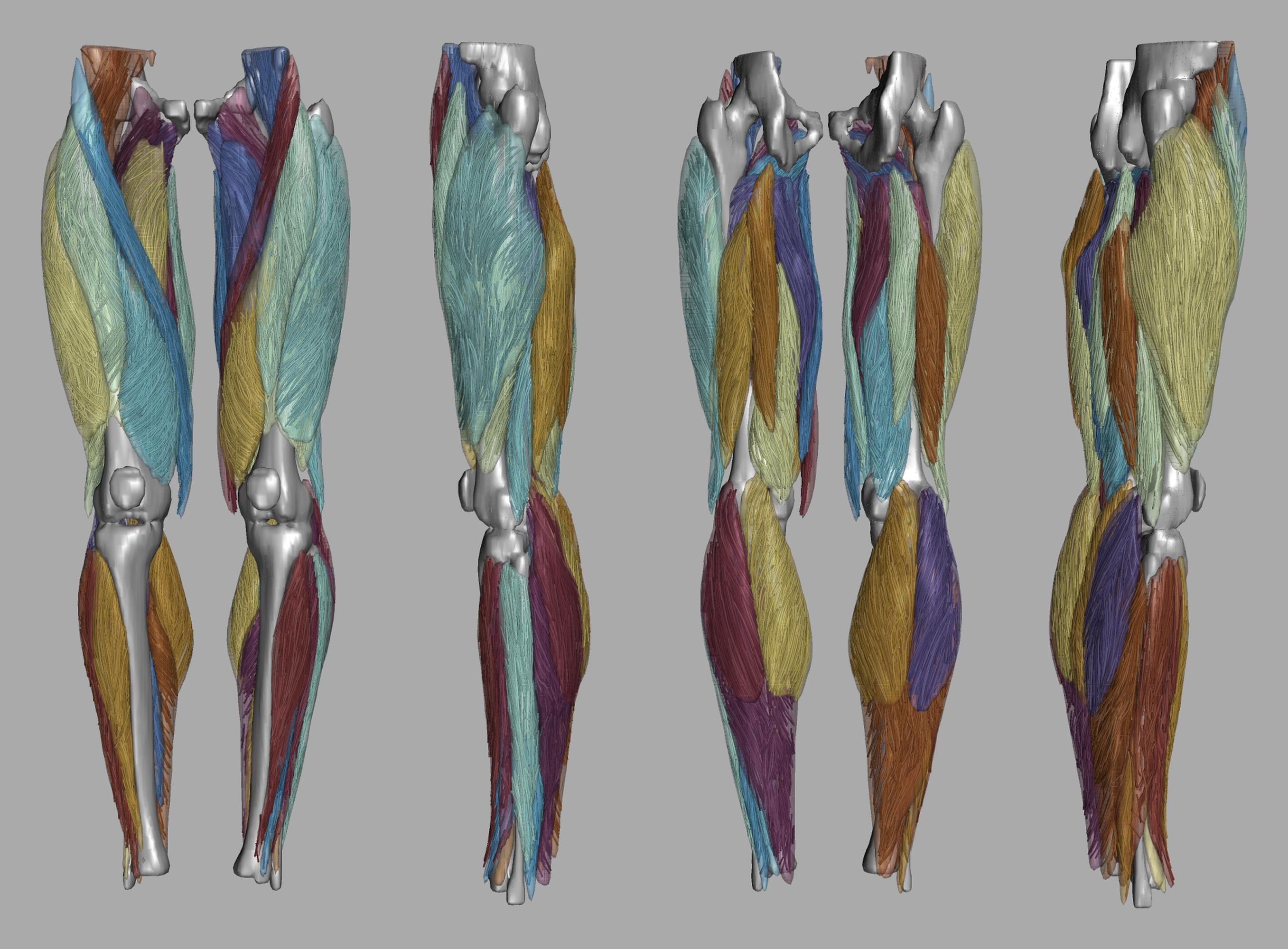 Whole leg 3D fiber tractography of all muscles segmented using a CNN UNET.