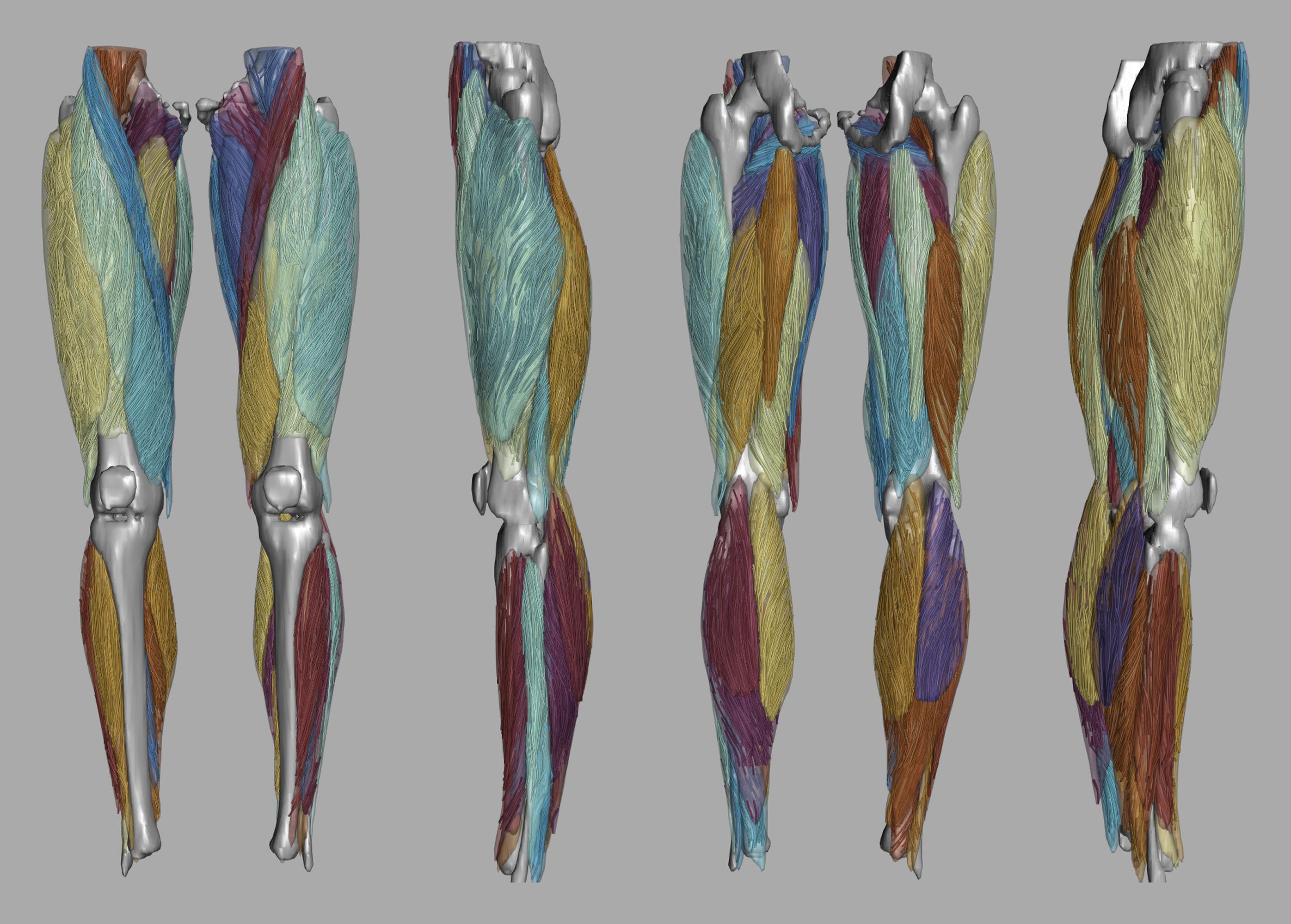 Whole leg 3D fiber tractography of all muscles segmented using a CNN UNET.