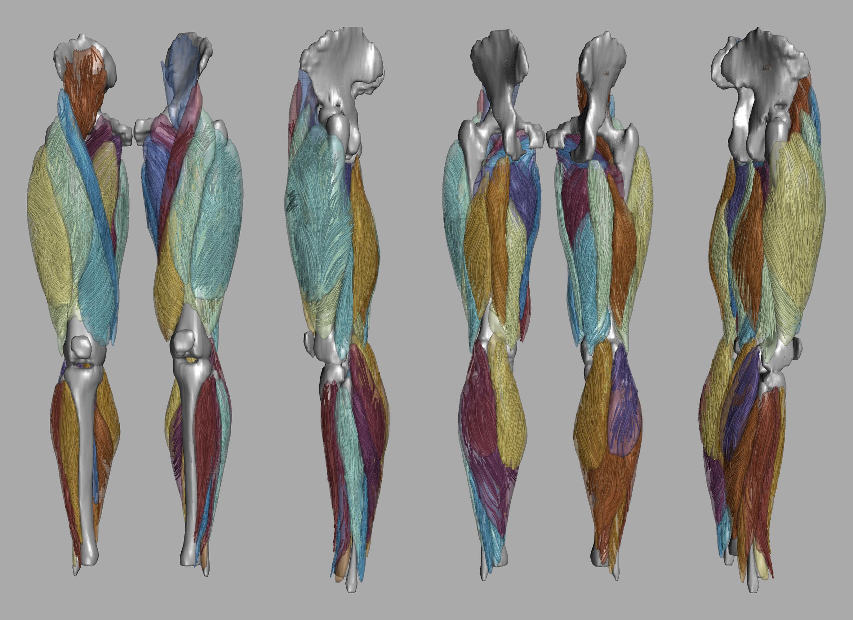 Whole leg 3D fiber tractography of all muscles segmented using a CNN UNET.