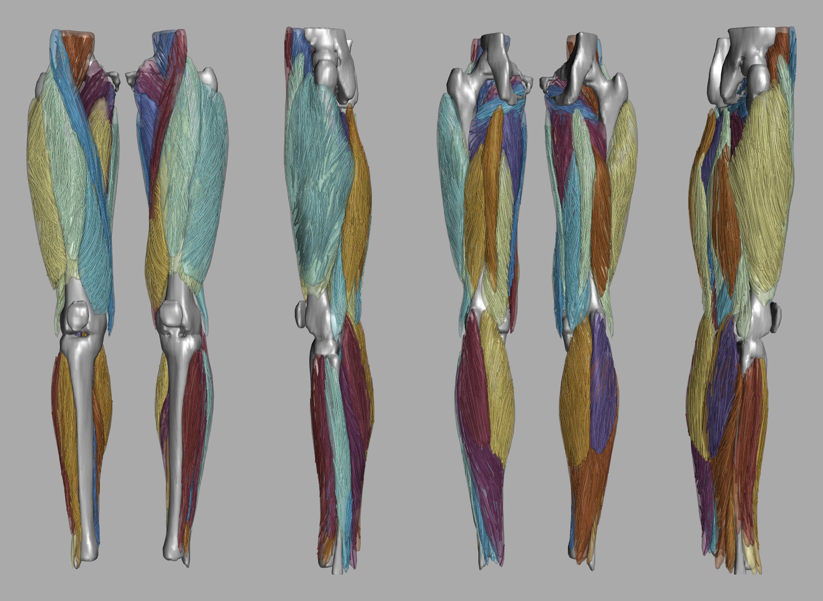 Whole leg 3D fiber tractography of all muscles segmented using a CNN UNET.