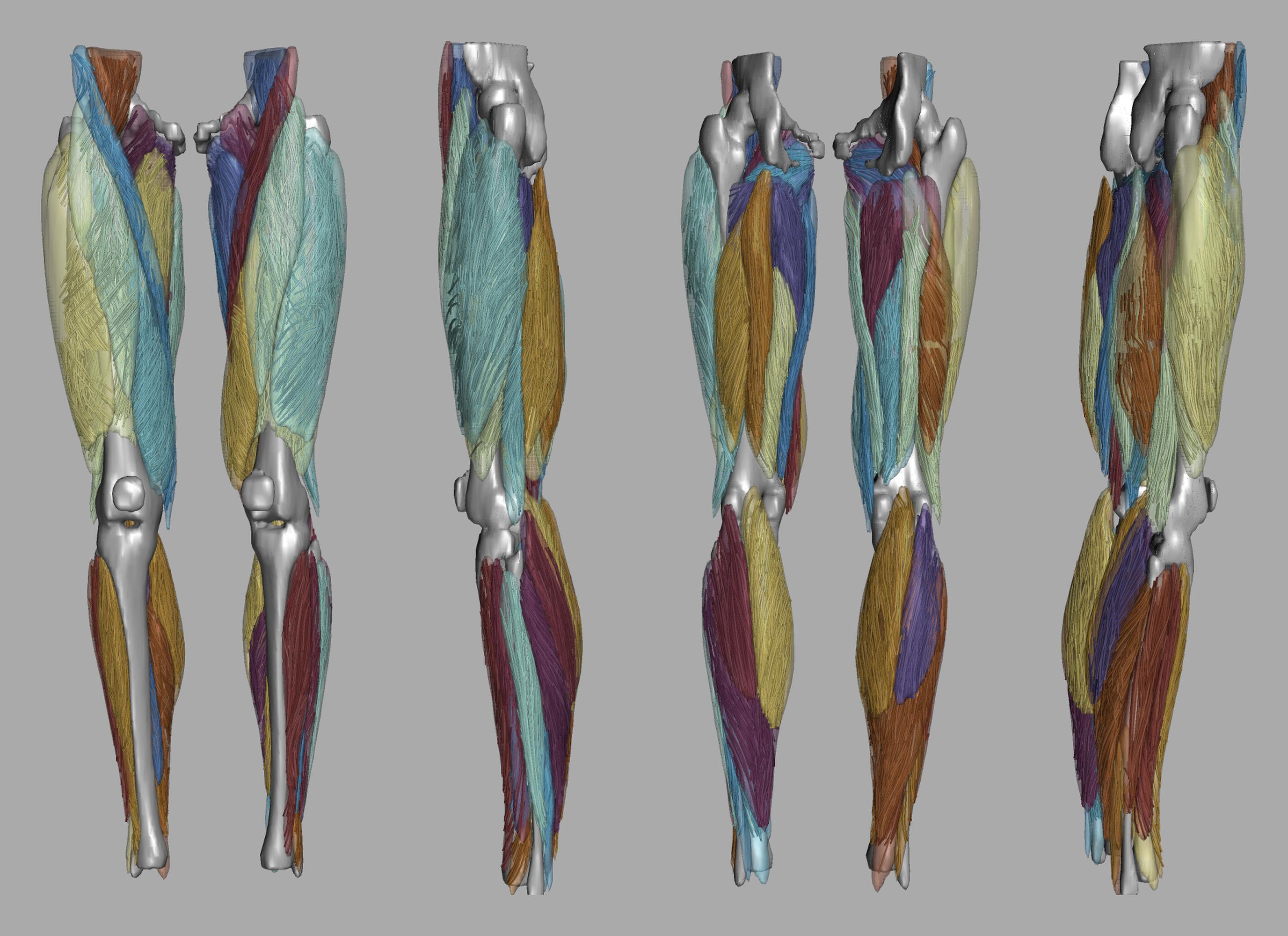 Whole leg 3D fiber tractography of all muscles segmented using a CNN UNET.