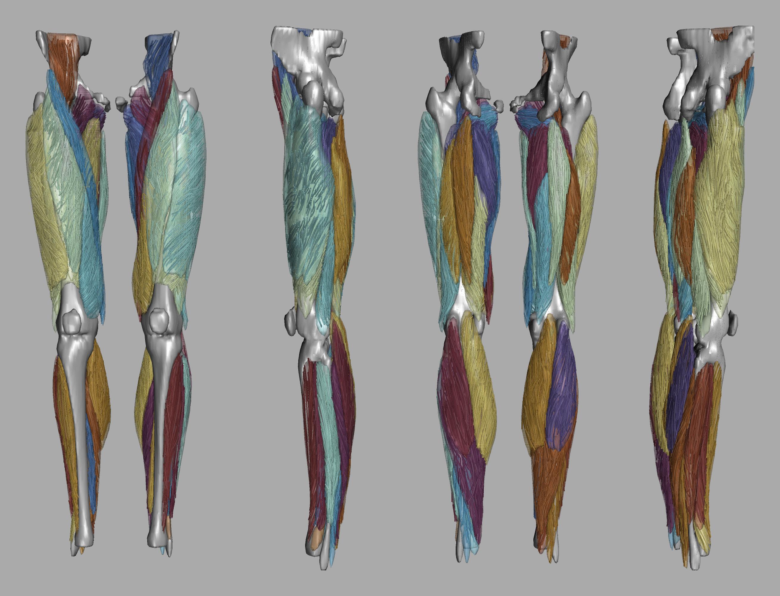 Whole leg 3D fiber tractography of all muscles segmented using a CNN UNET.