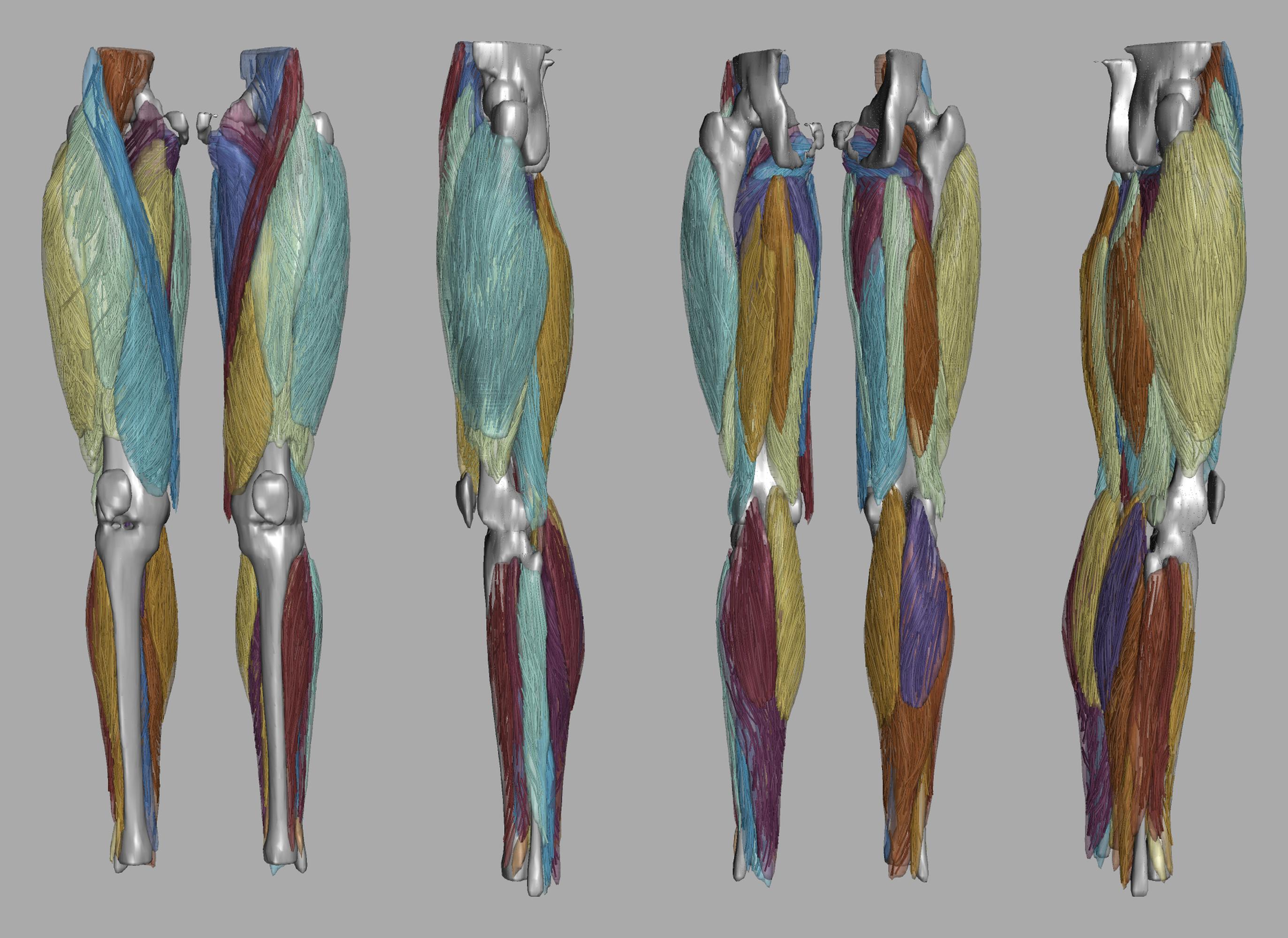 Whole leg 3D fiber tractography of all muscles segmented using a CNN UNET.