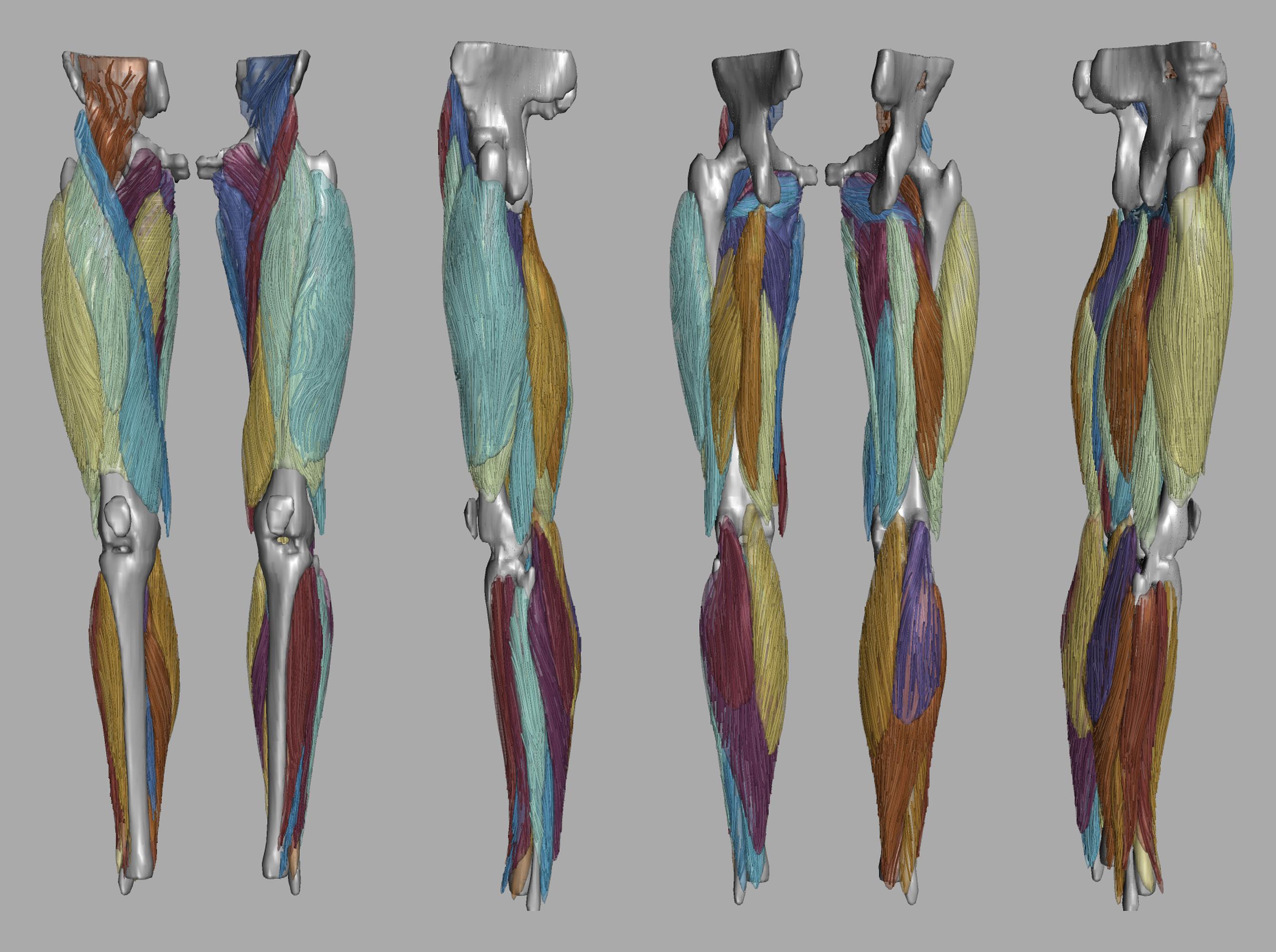 Whole leg 3D fiber tractography of all muscles segmented using a CNN UNET.