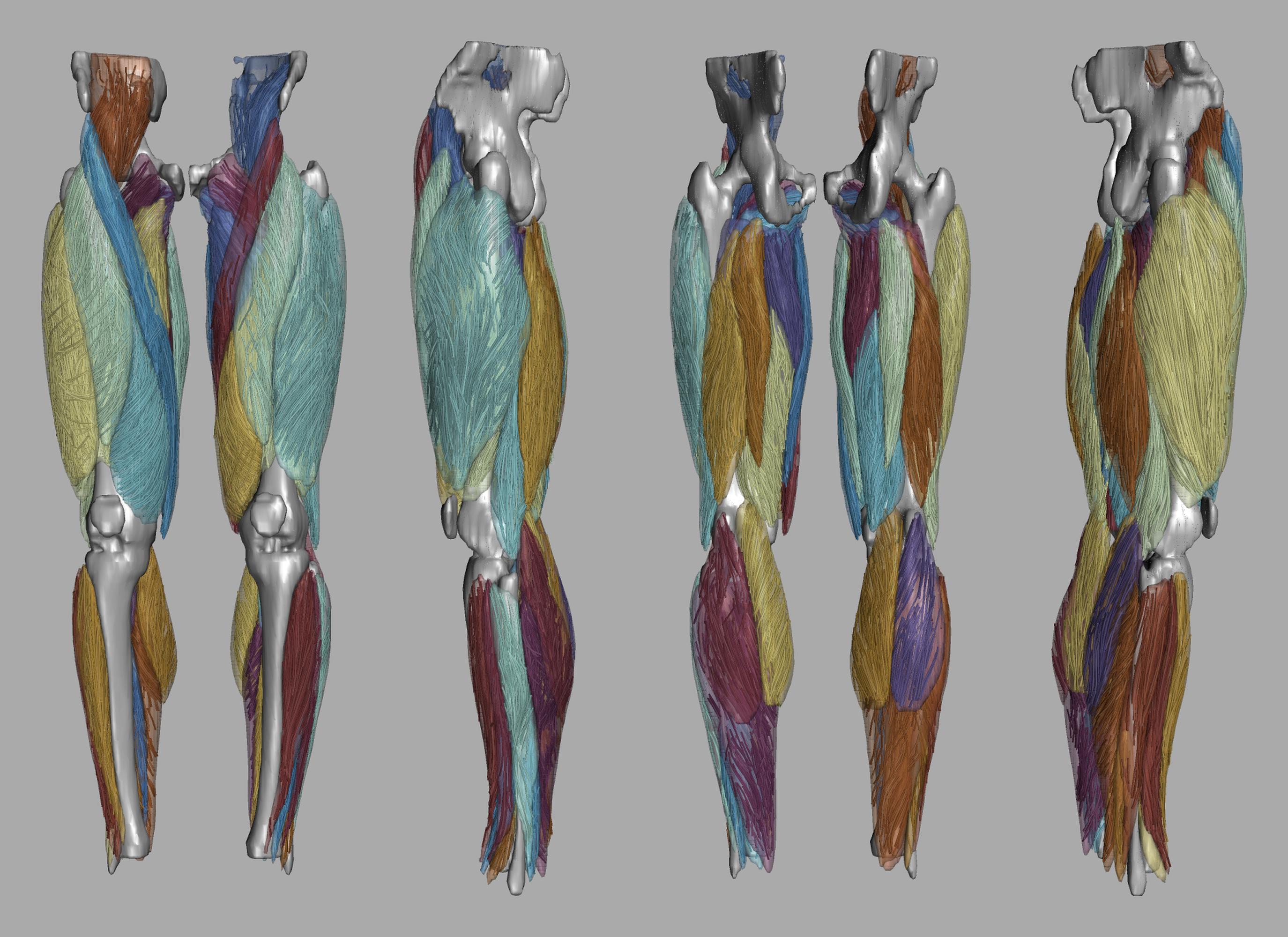 Whole leg 3D fiber tractography of all muscles segmented using a CNN UNET.